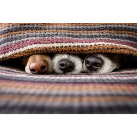 3 dog noses under a blanket photo