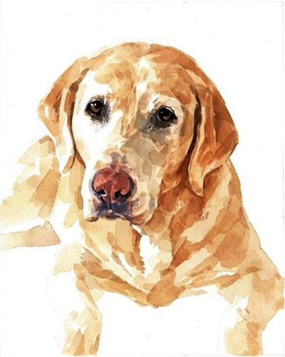 Labrador Paint By Numbers