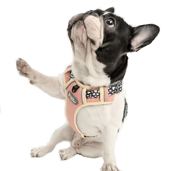 Adjustable Harness & Matching Leash - Max & Cocoa 