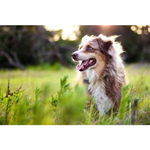 australian shepherd photographic print