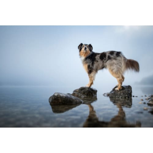 australian shepherd photographic print