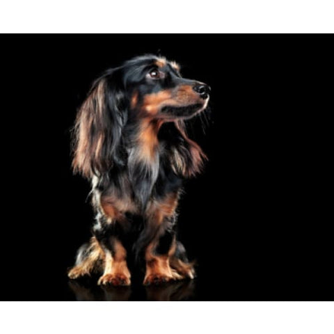 long haired dachshund