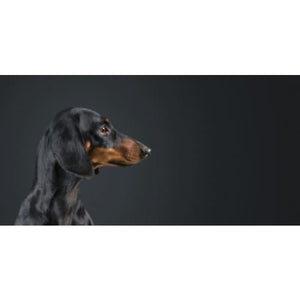 dachshund photographic print