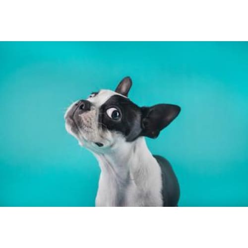 boston terrier photographic print