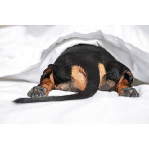 Dachshund Butt Photographic Print - 30cm x 20cm / Canvas - 