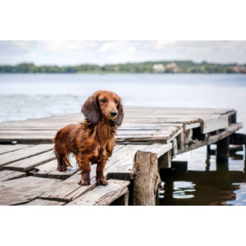 Dachshund by the Lake Photographic Print - 30cm x 20cm / 