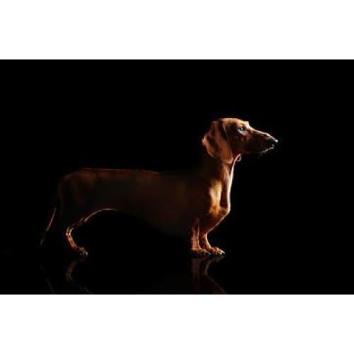 Dachshund Photographic Print - 30cm x 20cm / Canvas - 