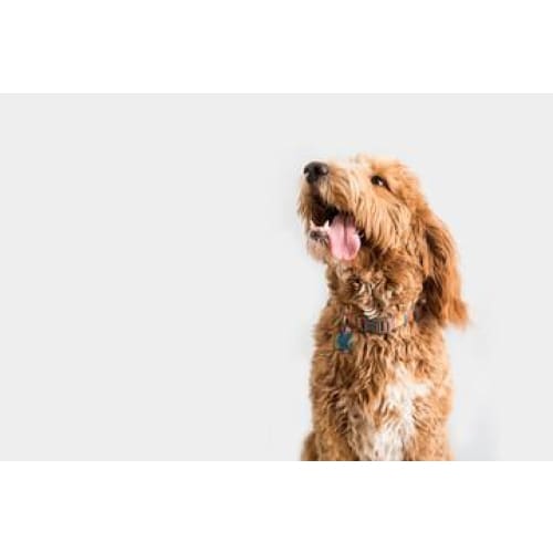 Doodle Photographic Print - 30cm x 20cm / Canvas - 