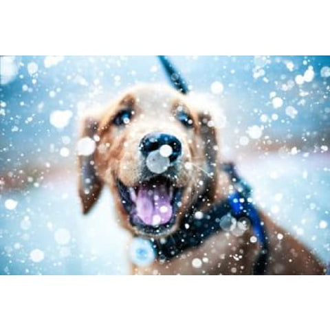 Flurries & Dog Photographic Print - 30cm x 20cm / Canvas - 