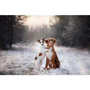 Friendship in the Snow Photographic Print - 30cm x 20cm / 