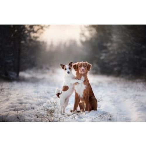 Friendship in the Snow Photographic Print - 30cm x 20cm / 