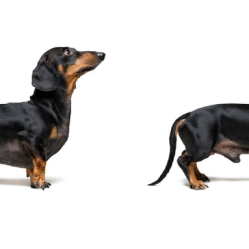 Front End - Back End Dachshund Photographic Print - 30cm x 