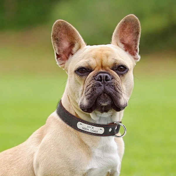 Genuine Leather Dog Collar - Max & Cocoa 