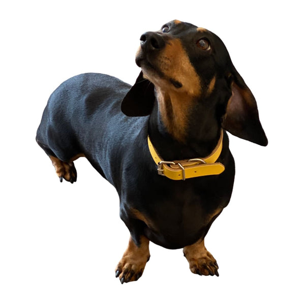 Genuine Leather Dog Collars - collar