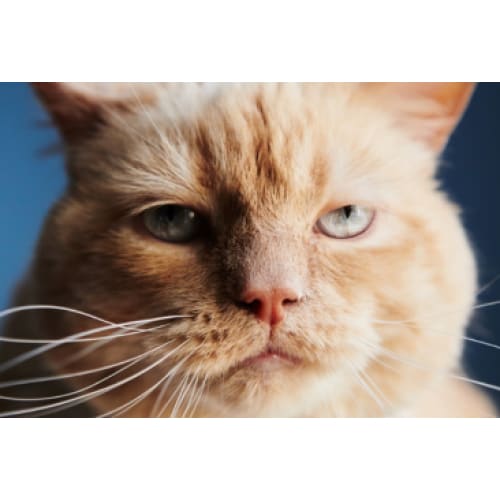 Ginger Cat Photographic Print - 30cm x 20cm / Canvas - 