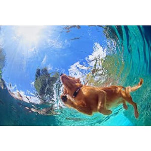 Golden in Water Photographic Print - 30cm x 20cm / Canvas - 