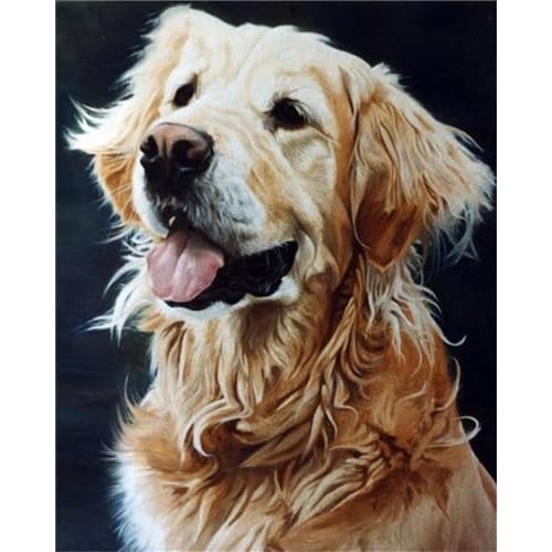 Golden Retriever Paint By Numbers - paint by numbers