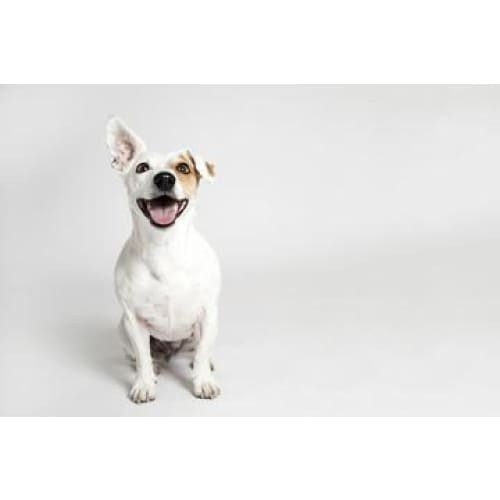 Jack Russell Photographic Print - 30cm x 20cm / Canvas - 