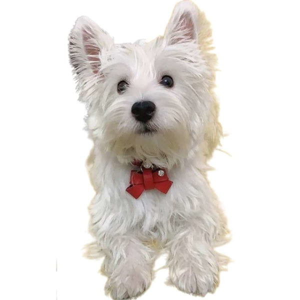 Luxe Leather Bow Tie Collar - Dog Collars / Harness & Leads