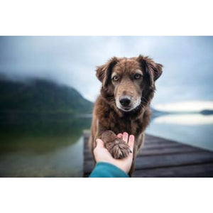 Man’s Best Friend Photographic Print - 30cm x 20cm / Canvas 