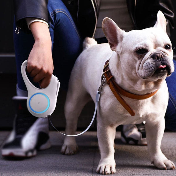Petkit Retractable Dog Leash with Light - Max & Cocoa 