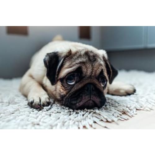 Pug Photographic Print - 30cm x 20cm / Canvas - photographic