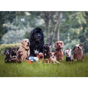 The Fur Gang Photographic Print - 30cm x 20cm / Canvas - 