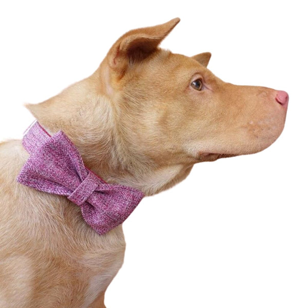 The Pink Suit Bow Tie Dog Collar & Leash - collar