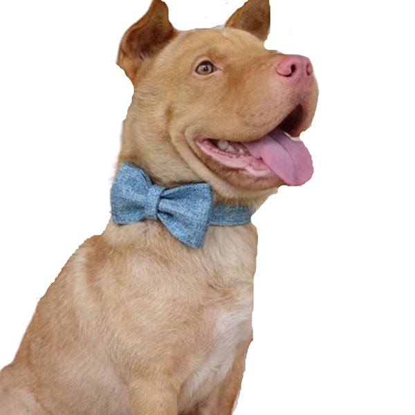The Sky Blue Suit Bow Tie Dog Collar & Leash - collar