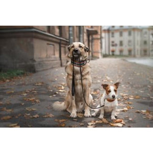 Walk Time Photographic Print - 30cm x 20cm / Canvas - 